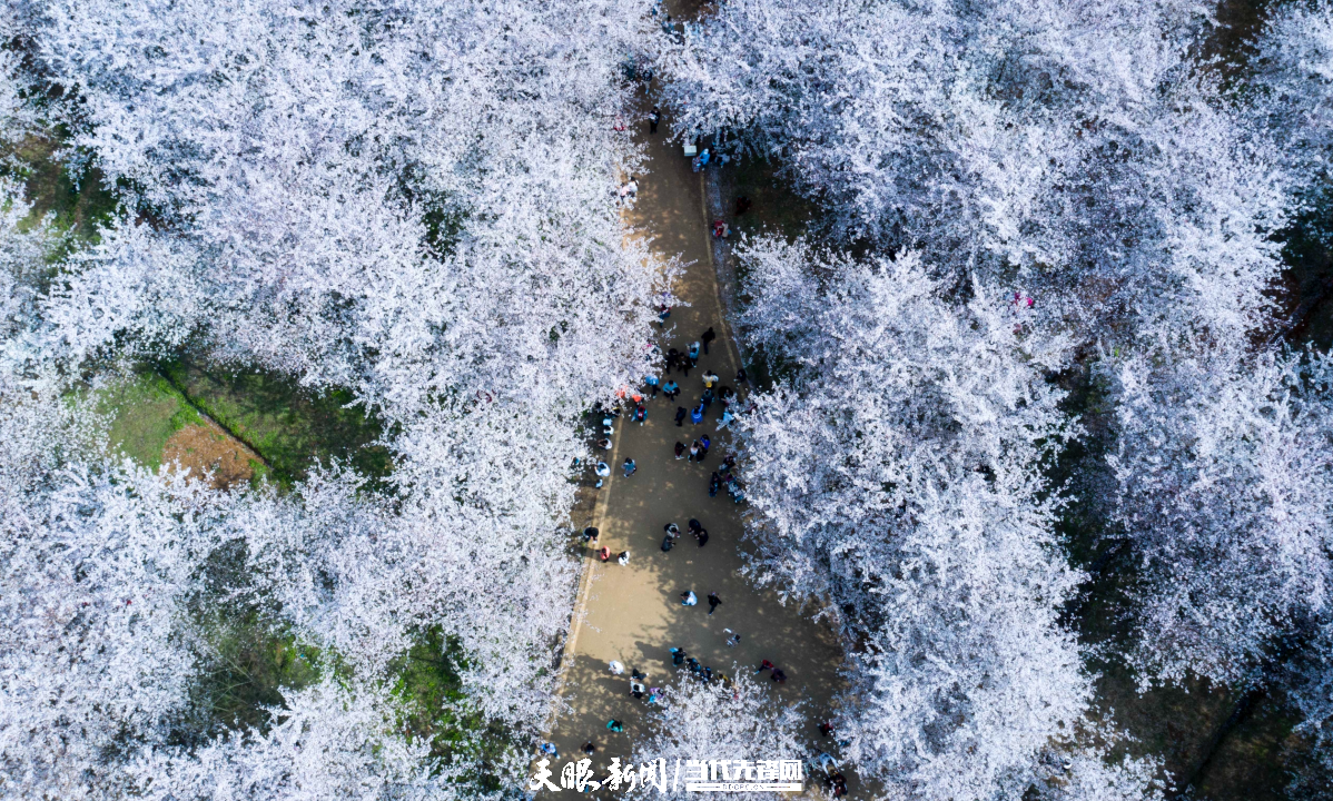 樱花“三月”，贵安等你！
