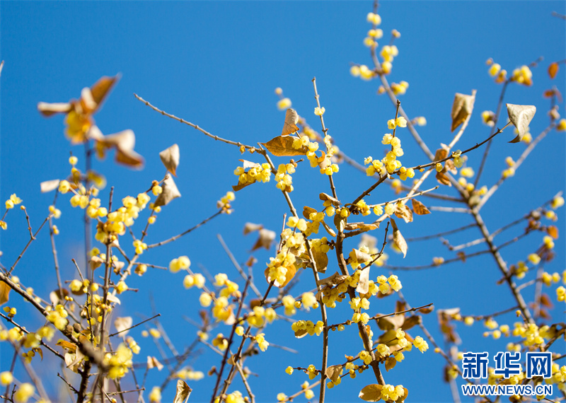 江苏句容：蜡梅花开暗香来