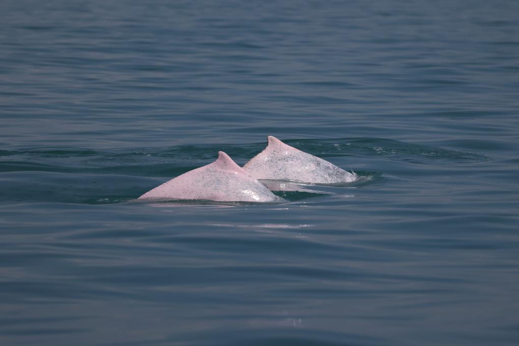 科研人员在海南岛西南海域目击到中华白海豚_fororder_2024012243cc7a5c69c8423fa1a6abf73318fd29_6e67881b5bcd4c9a8e901a75da7b56b0