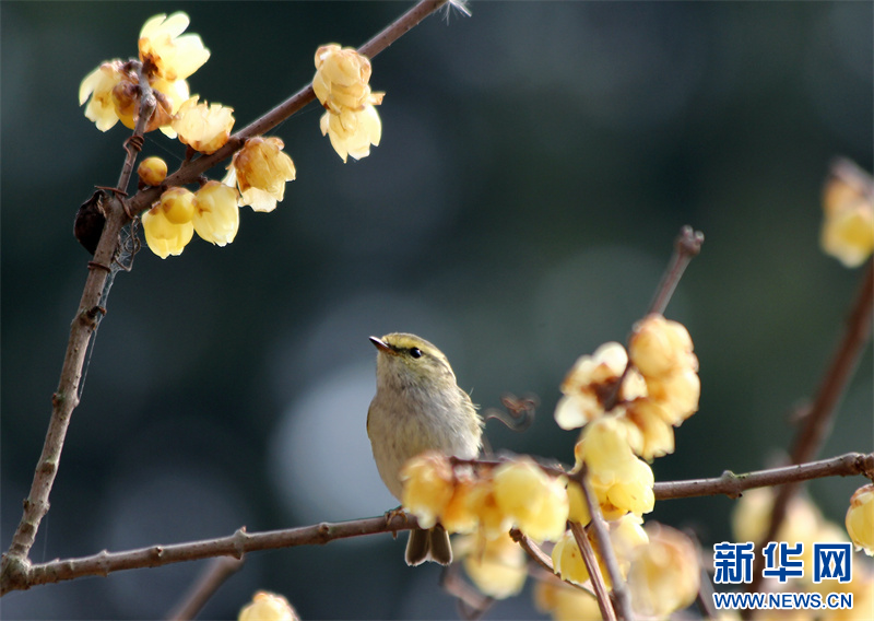 江苏句容：蜡梅花开暗香来