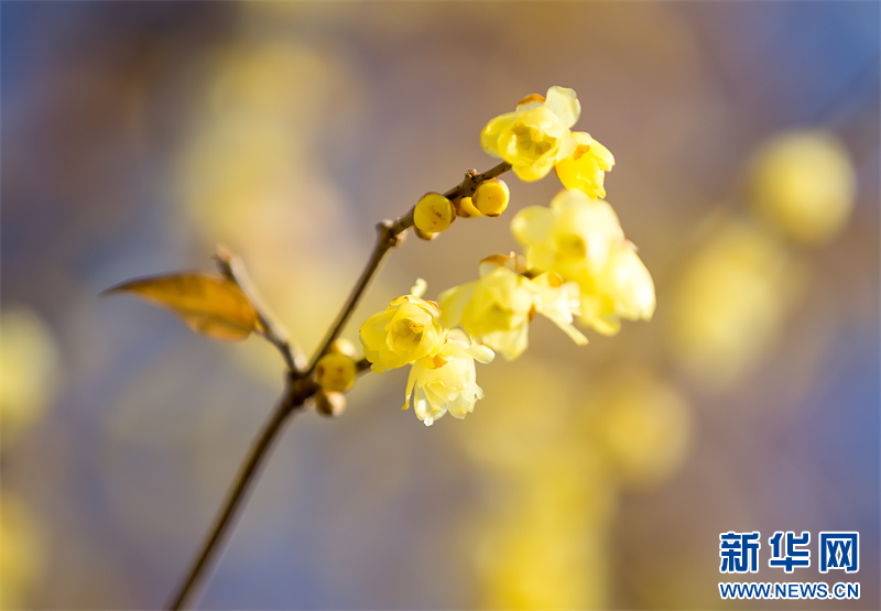 江苏句容：蜡梅花开暗香来