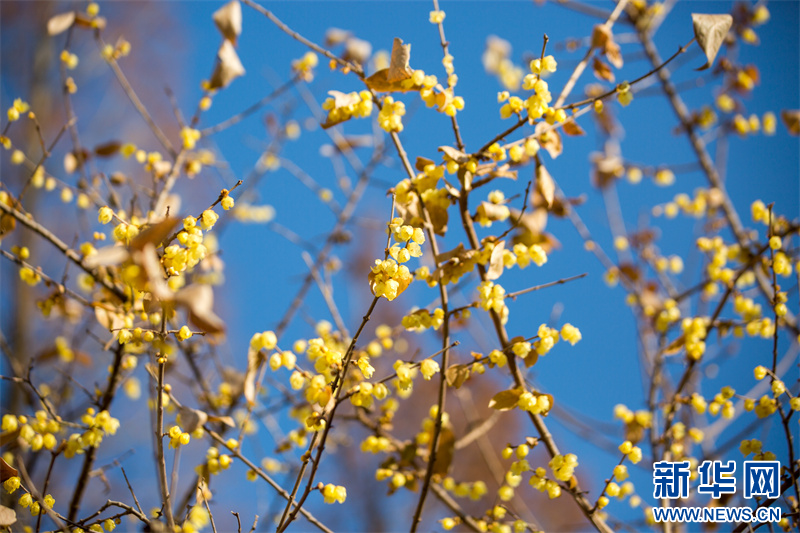 江苏句容：蜡梅花开暗香来