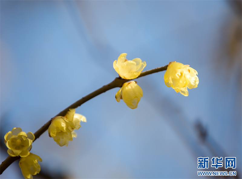 江苏句容：蜡梅花开暗香来