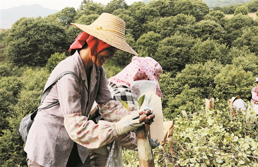 探索特色高效农业 决胜贫困坚中之坚 ——中国电信定点帮扶广西田林县促进扶贫产业发展观察