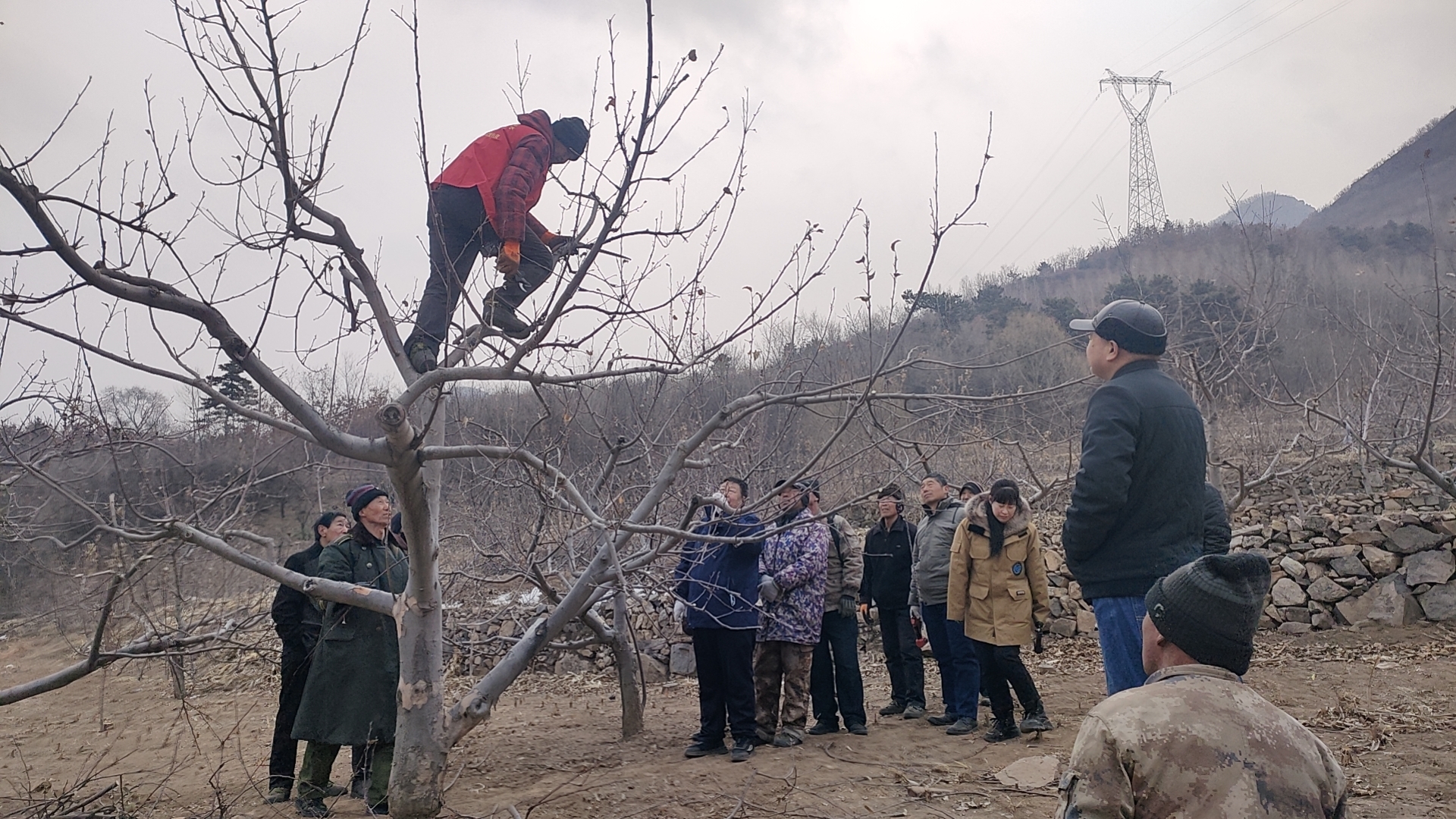 河北承德县：果树“巡剪”正当时 提质增效促增_fororder_图三为：志愿者对果树剪枝进行现场指导。高兴国 摄