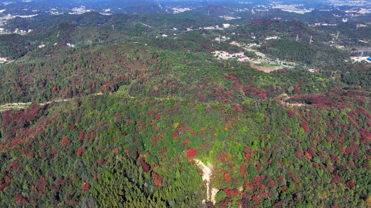 高标准落实林长制 湖南衡山县绘就“蓝天碧水”画卷_fororder_图片5