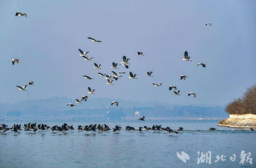 退养还湿 引来珍稀鸟类！武汉涨渡湖入列全国首批陆生野生动物重要栖息地