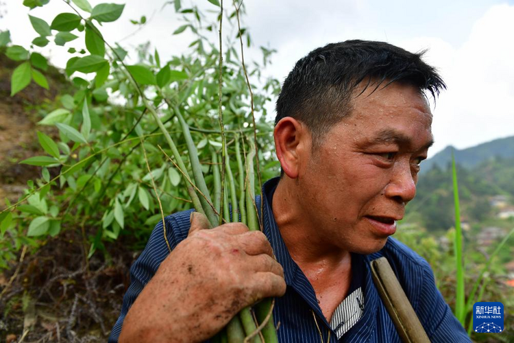 他们坚持每年种树 守护绿水青山
