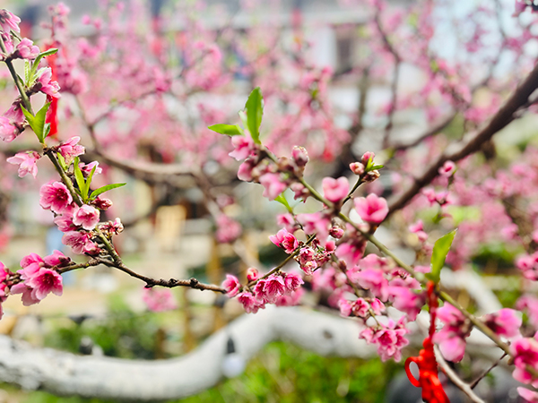 桃花灼灼开 成都龙泉驿邀您一起约见美丽春天_fororder_微信图片_20240315164717