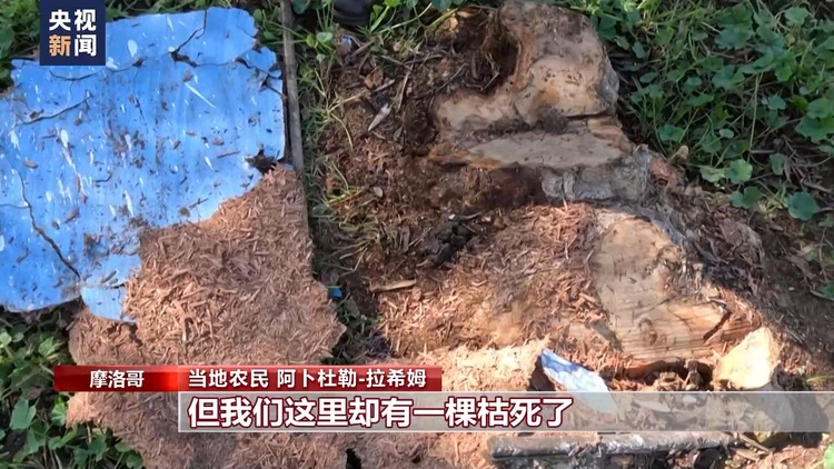 气候变化导致干旱 摩洛哥农业面临挑战