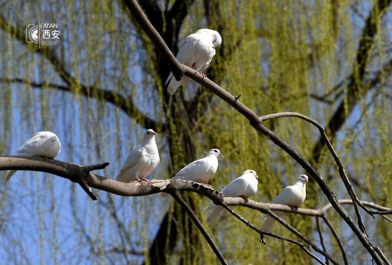 春色撩人 赏春正当时