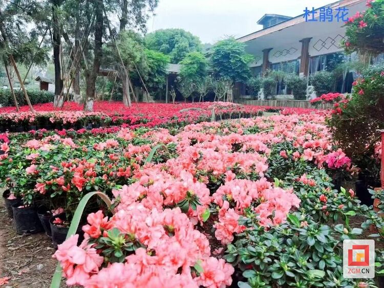 （转载）【新春走基层】自贡贡井：美丽乡村“趣”处多 赏花踏青迎新春