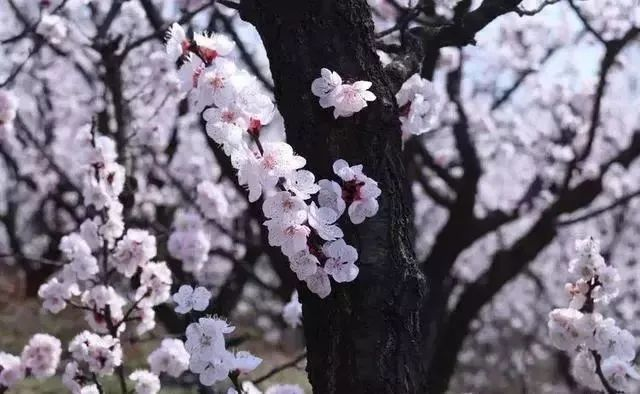 【镜观陕西·第8期】春韵华胥 花香满径_fororder_图片8