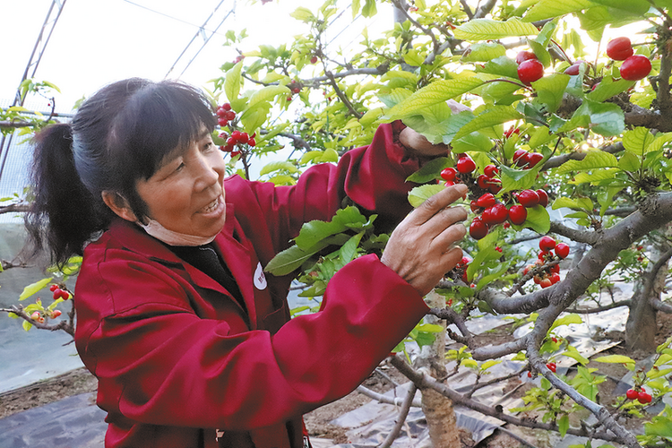澄城樱桃成为春节紧俏年货_fororder_微信图片_20240219102939