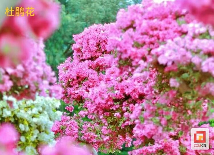 （转载）【新春走基层】自贡贡井：美丽乡村“趣”处多 赏花踏青迎新春
