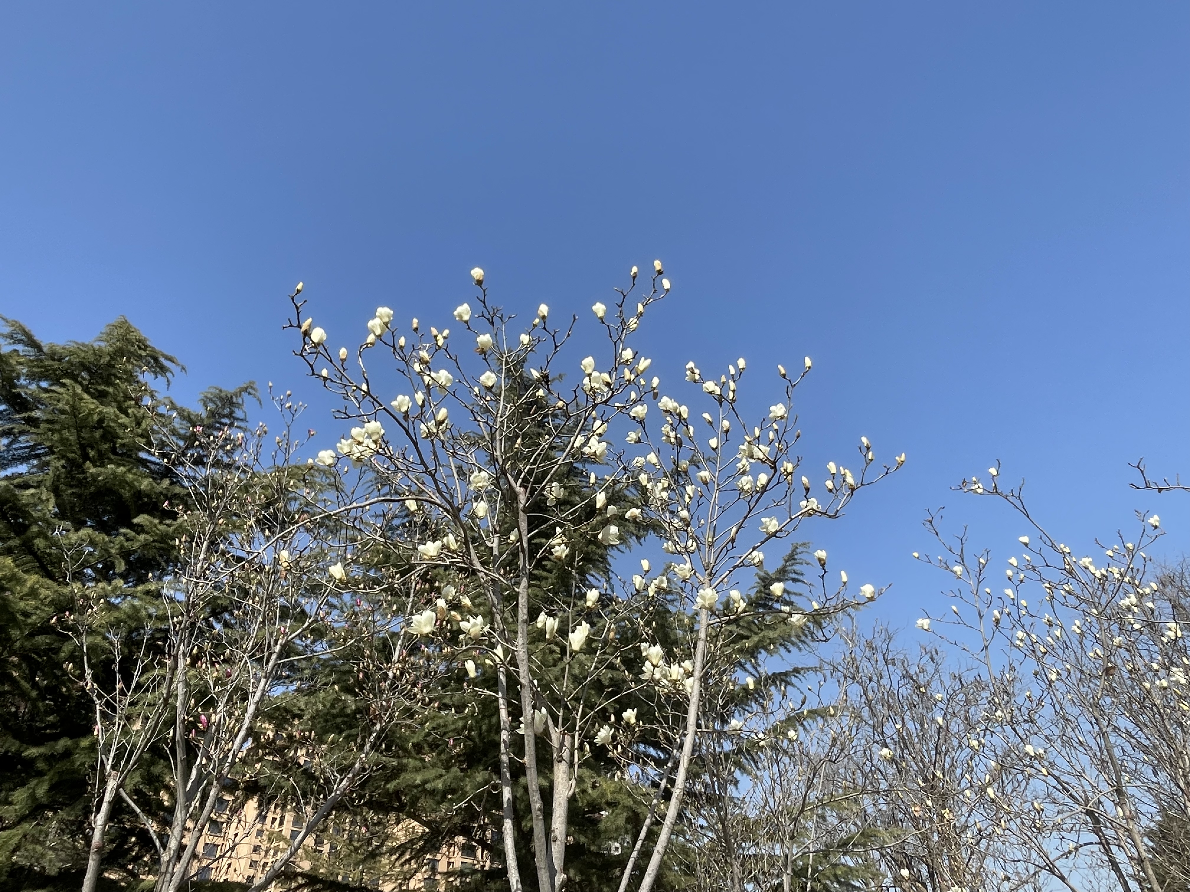 春意款款 花朵缤纷盎然 赴石家庄东环公园共赏春日好时光_fororder_玉兰花（范潇琪摄）