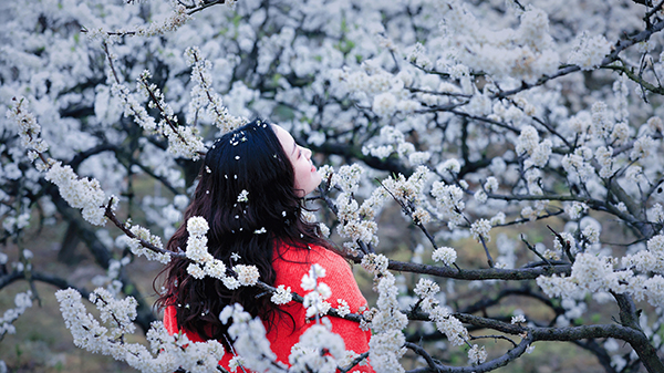 达州宣汉：万亩李花肌如雪 笑迎四面八方客_fororder_1-(4)