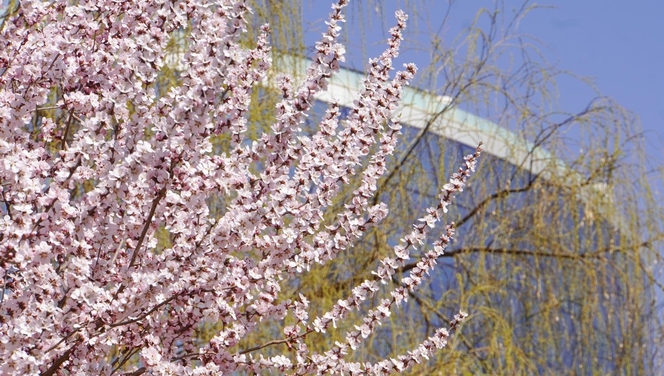 桃花绽放柳树抽绿 兰州树梢报早春_fororder_DSC08828