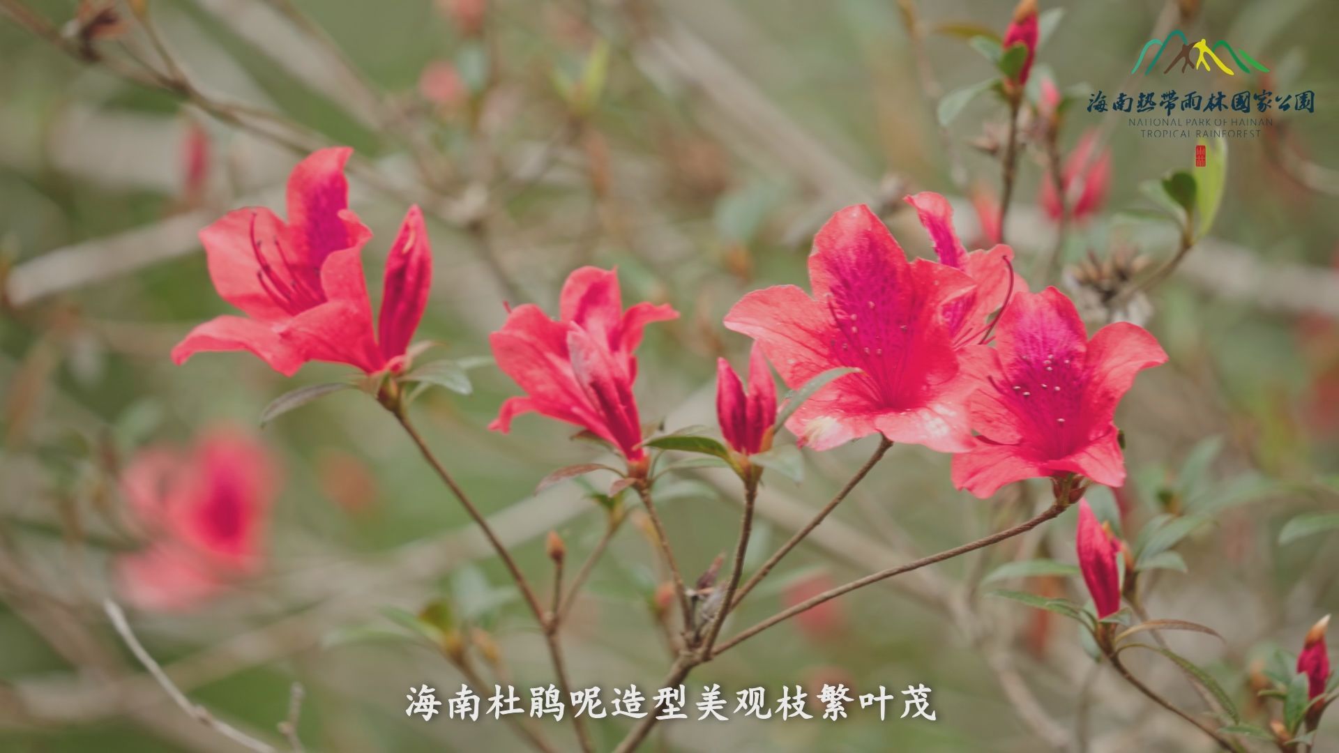 雨林秘境 | 既能上山又能下河的海南杜鹃