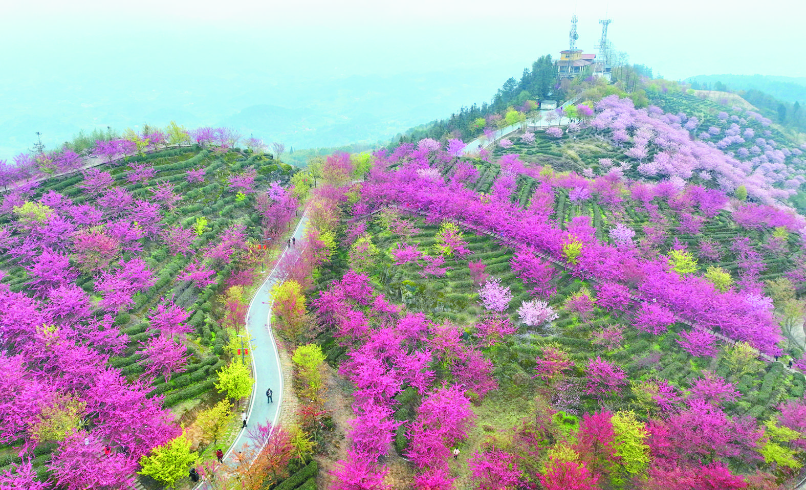 重庆江津：7000亩早樱 繁花漫山