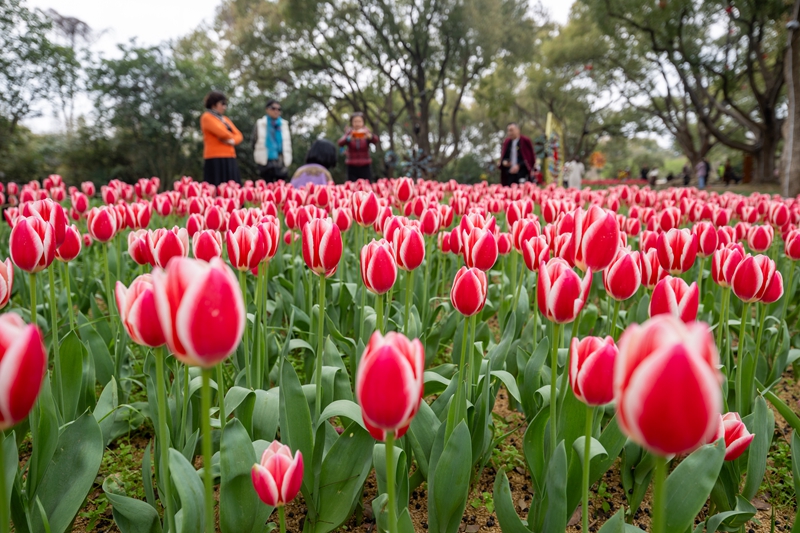 无锡梅园景区：梅园郁金香花开