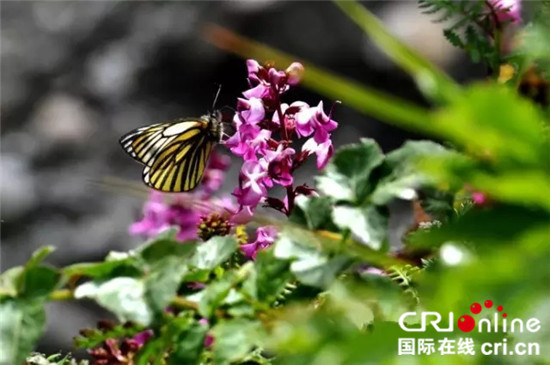 图片默认标题