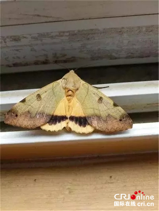 图片默认标题