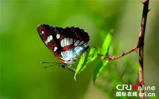 罕见“佛蝶”惊现海螺沟动植物王国