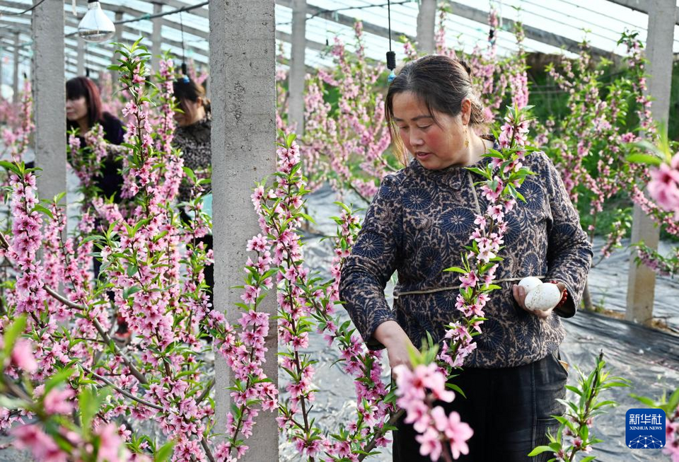 山东平度：生态桃花朵朵开