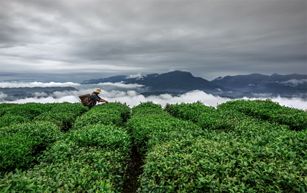 2024蒙顶山茶区第一背篓茶上市_fororder_未标题-2