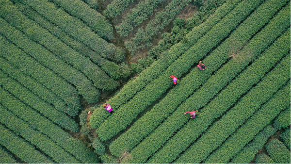 2024蒙顶山茶区第一背篓茶上市_fororder_未标题-1