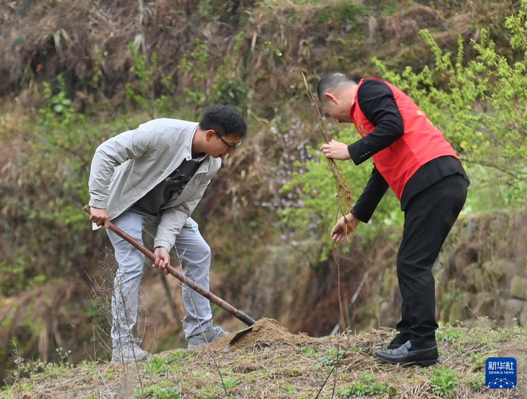 他们坚持每年种树 守护绿水青山