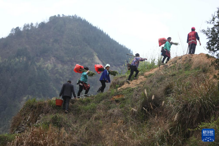 他们坚持每年种树 守护绿水青山
