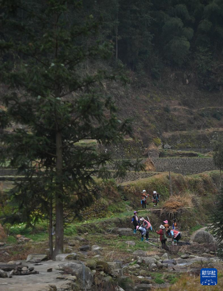 他们坚持每年种树 守护绿水青山