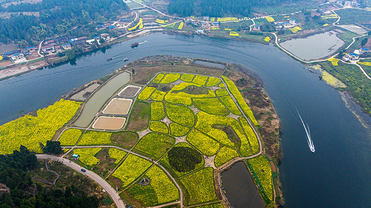 图集｜邂逅资阳安岳醉美春光_fororder_安岳县卧佛镇卧佛村“油菜花经济”丰富农村经济业态。吴坤忠摄_proc