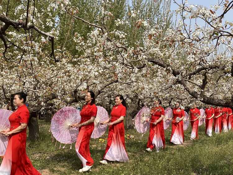 河北安国：赏梨花盛景 助产业振兴_fororder_安国市梨花节文艺演出活动现场。孟卿摄 (3).JPG
