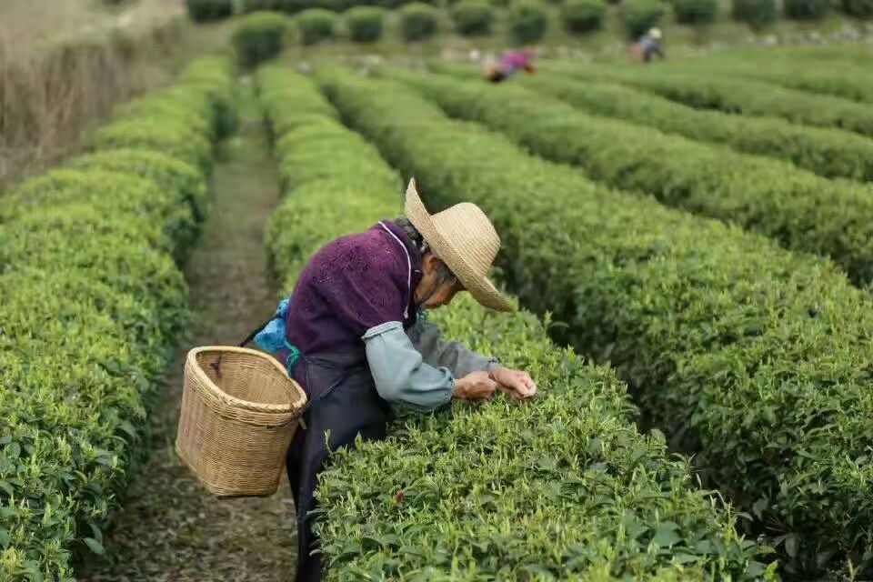 湖南桂东4万亩茶山成“金山”  群众致富梦照进现实_fororder_图片2
