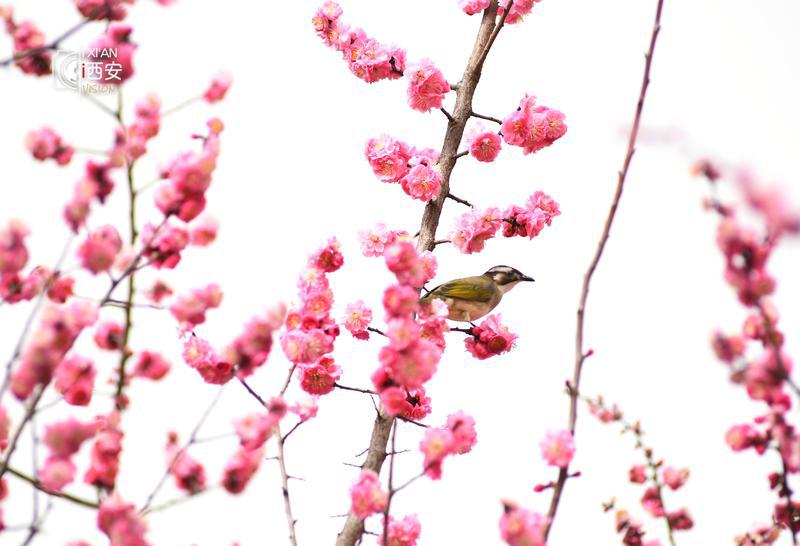 春色撩人 赏春正当时