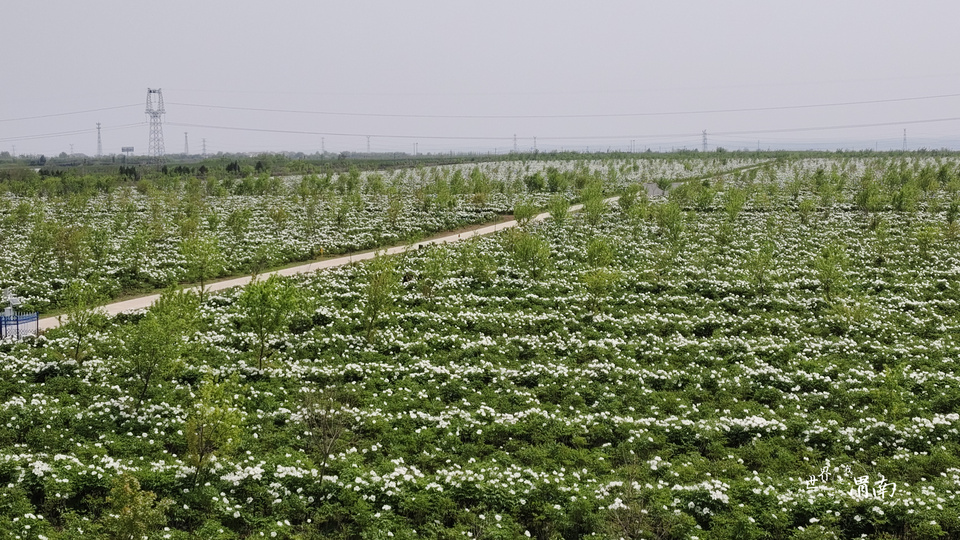 西合阳：牡丹花开满城芳_fororder_微信图片_20240417092615