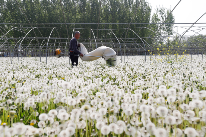河北肥乡：蒲公英种植为乡村振兴添活力_fororder_河北肥乡：蒲公英为乡村振兴添活力100