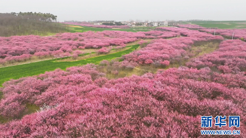 湖北老河口：红梅吐蕊迎春来 暗香浮动醉游人