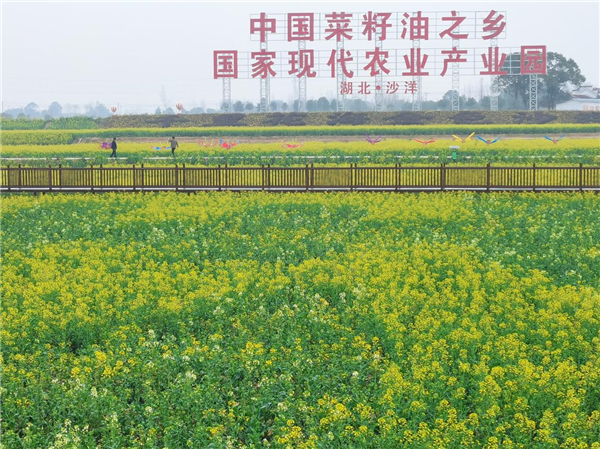 第三届湖北乡村音乐潮暨荆门沙洋油菜花季旅游活动启动_fororder_图片10