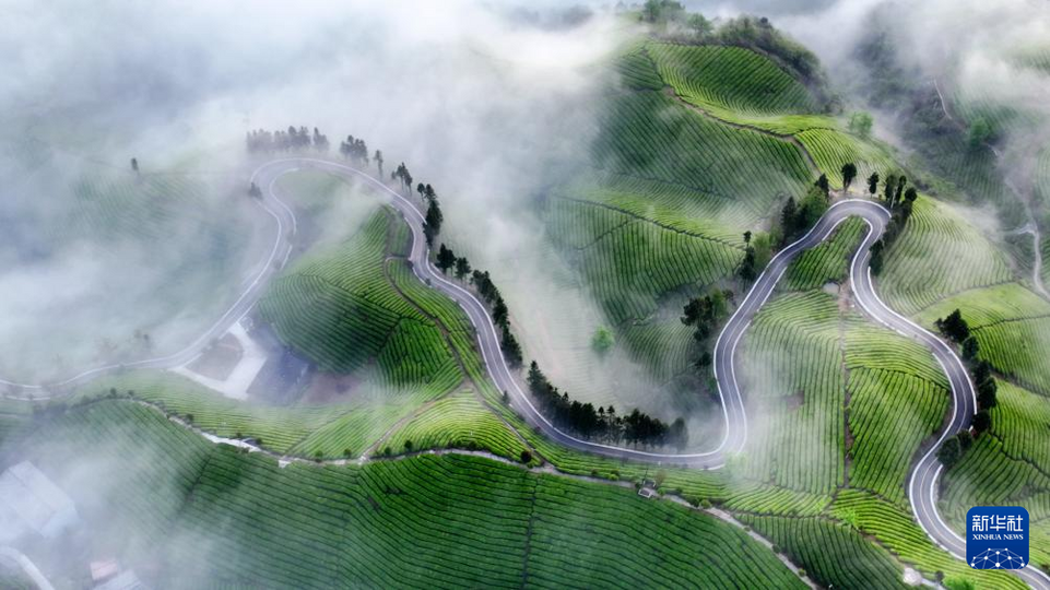 湖北鹤峰：茶山云海如诗如画