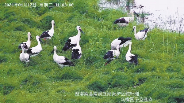 首次发现！ “鸟中国宝”东方白鹳在湖南繁殖_fororder_22
