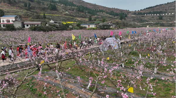 遂宁蓬溪：万亩桃花竞相绽放 花果经济赋能乡村振兴_fororder_未标题-1