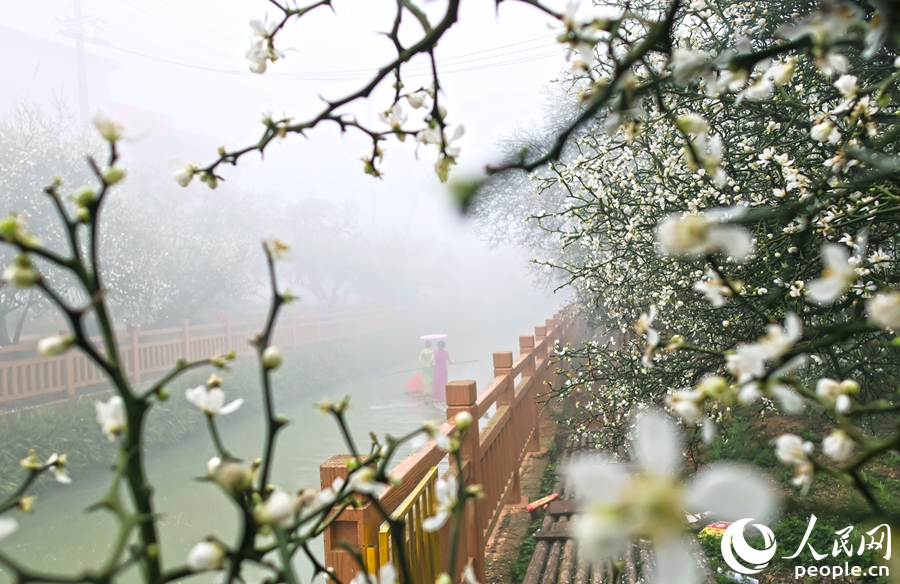 福建漳州：春赏枳实  香飘土楼