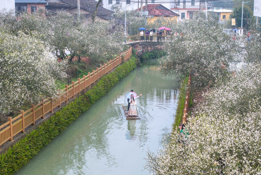 福建漳州：春赏枳实  香飘土楼