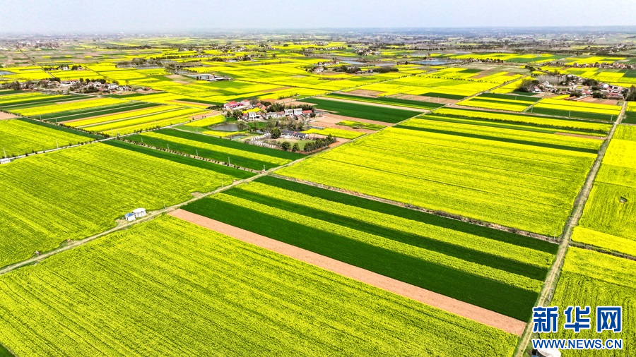 湖北当阳：油菜花开春意浓