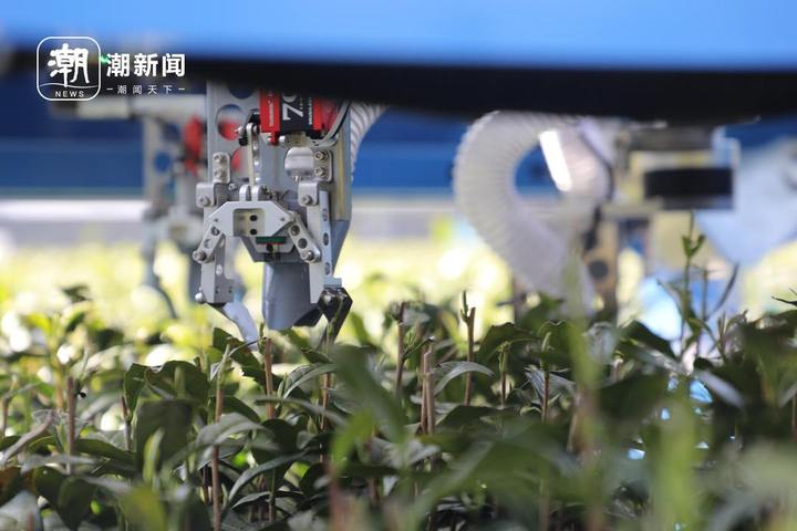 杭州茶园龙井芽叶，被机器人采下_fororder_1770762947715551234_720px