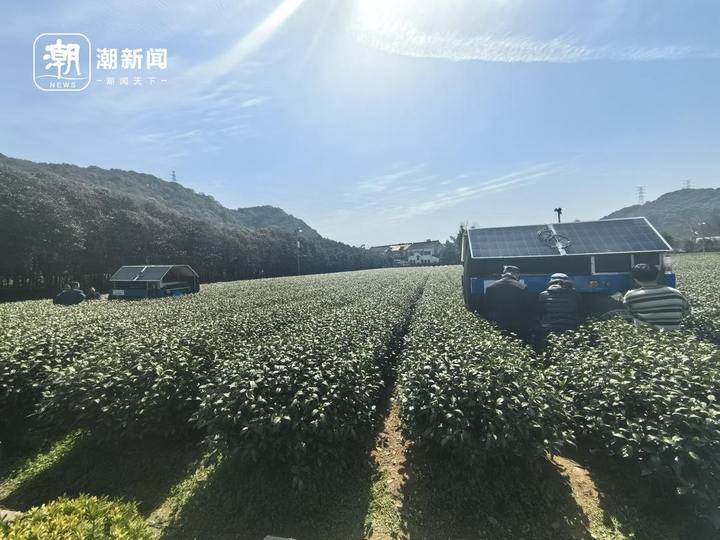 杭州茶园龙井芽叶，被机器人采下_fororder_1770762947715551236_720px